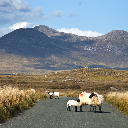sheep in connemara